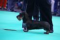 Crufts_dachshunds 1096